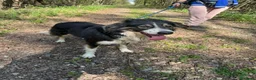 Border Collie cani in regalo: Splendida Border Collie - MILA - Annuncio 9