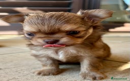 Chihuahua cani in vendita: Cuccioli di chihuahua a pelo lungo PEDIGREE a Provincia di Chieti - Immagine 2