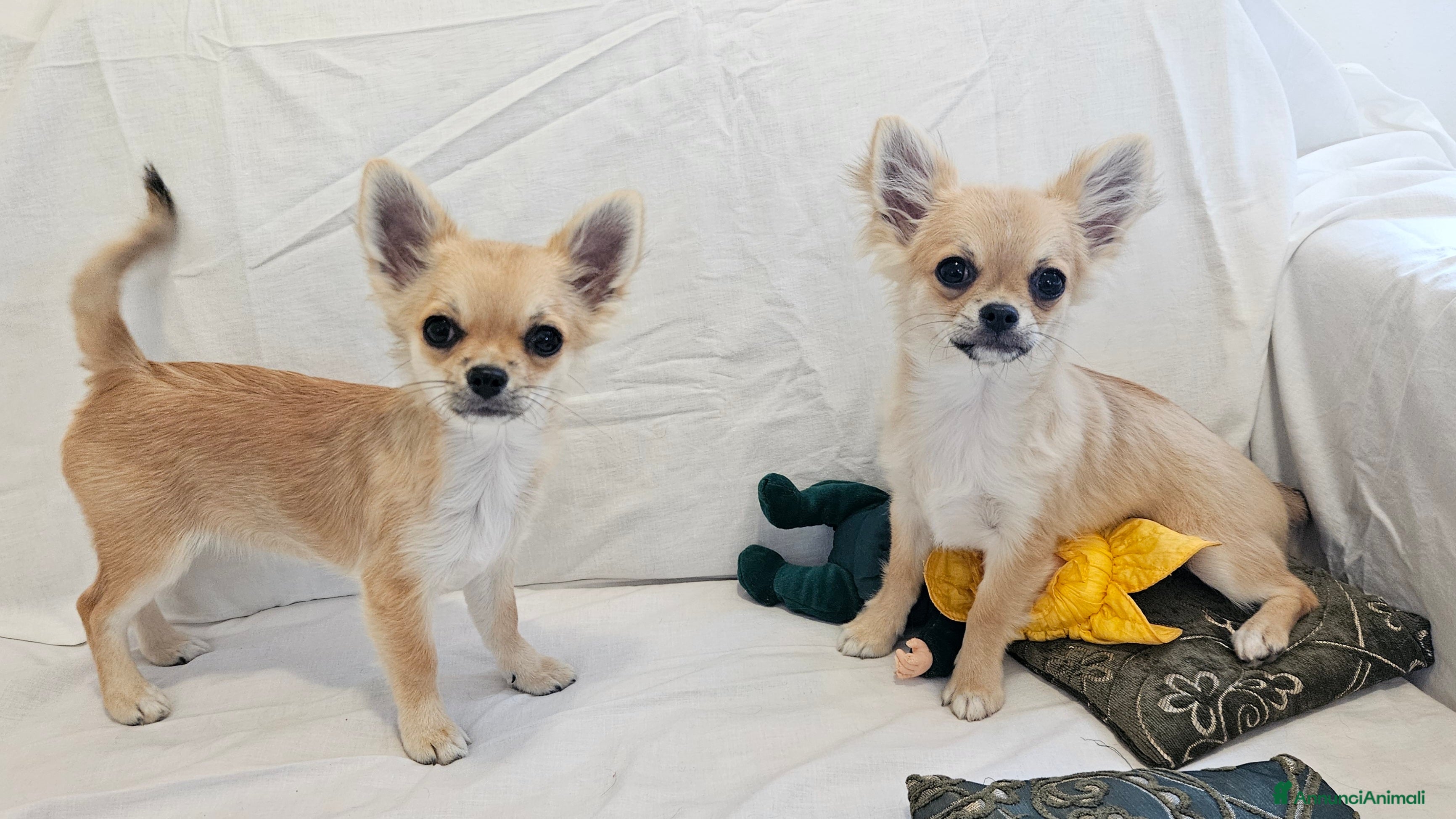 Chihuahua cani Maschio e femmina chihuahua con Pedegree Enci  - Annuncio 25