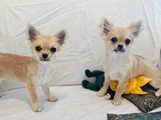 Chihuahua cani Maschio e femmina chihuahua con Pedegree Enci - Annuncio 19