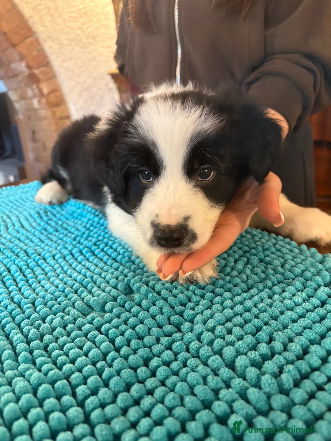 Border Collie cani in vendita: Border collie con pedigree  - Annuncio 1