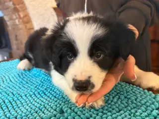 Border Collie cani Border collie con pedigree - Annuncio 2