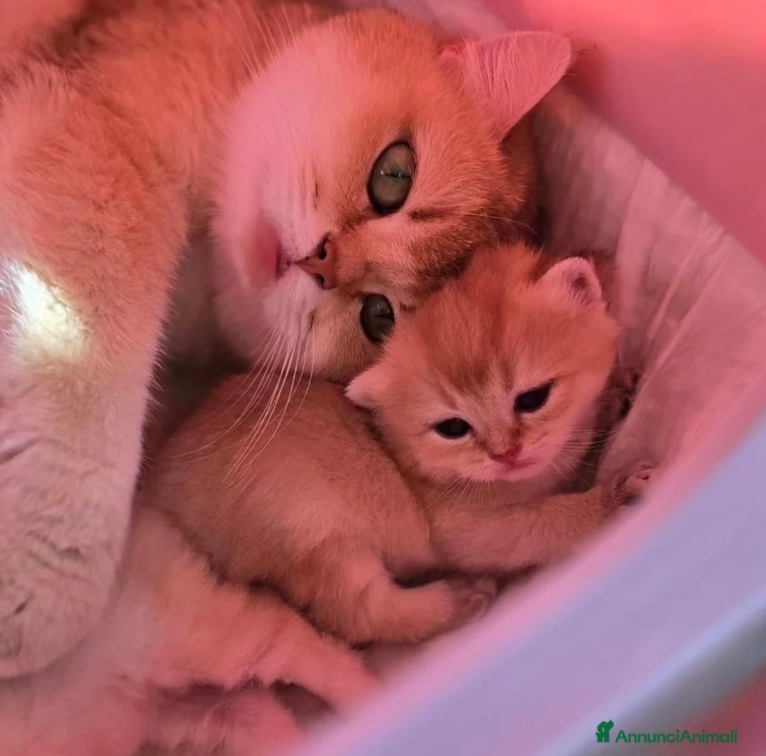 British gatti in vendita: Magnifici cuccioli di british shorthair golden - Annuncio 8