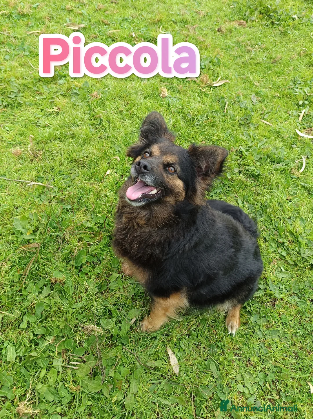 Meticcio cani in regalo: Piccola taglia medio piccola cerca famiglia a Provincia di Varese - Annuncio 3