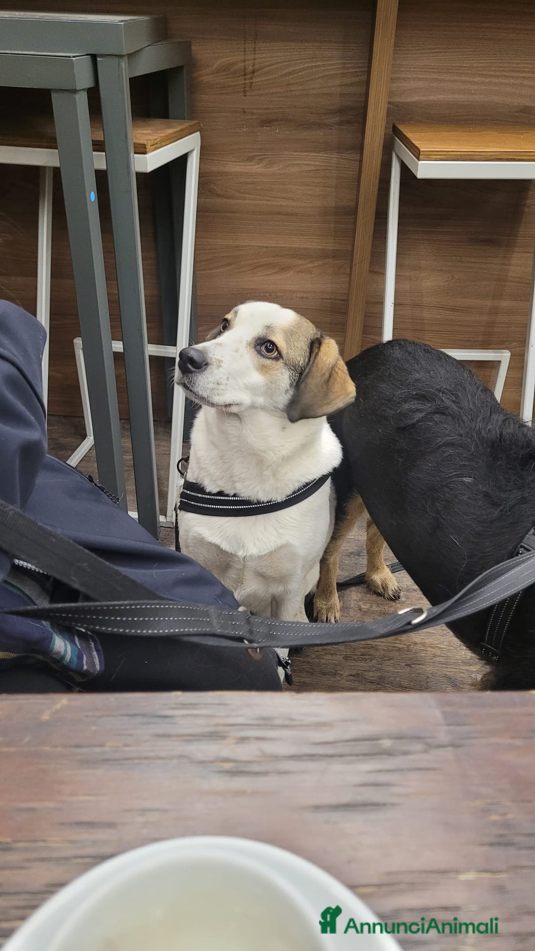 Meticcio cani in regalo: Splendida meticcia TWITTY a Città metropolitana di Milano - Annuncio 6