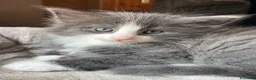 Norvegese gatti in vendita: Gattino cucciolo di gatto norvegese delle foreste a Provincia di Parma - Annuncio 2
