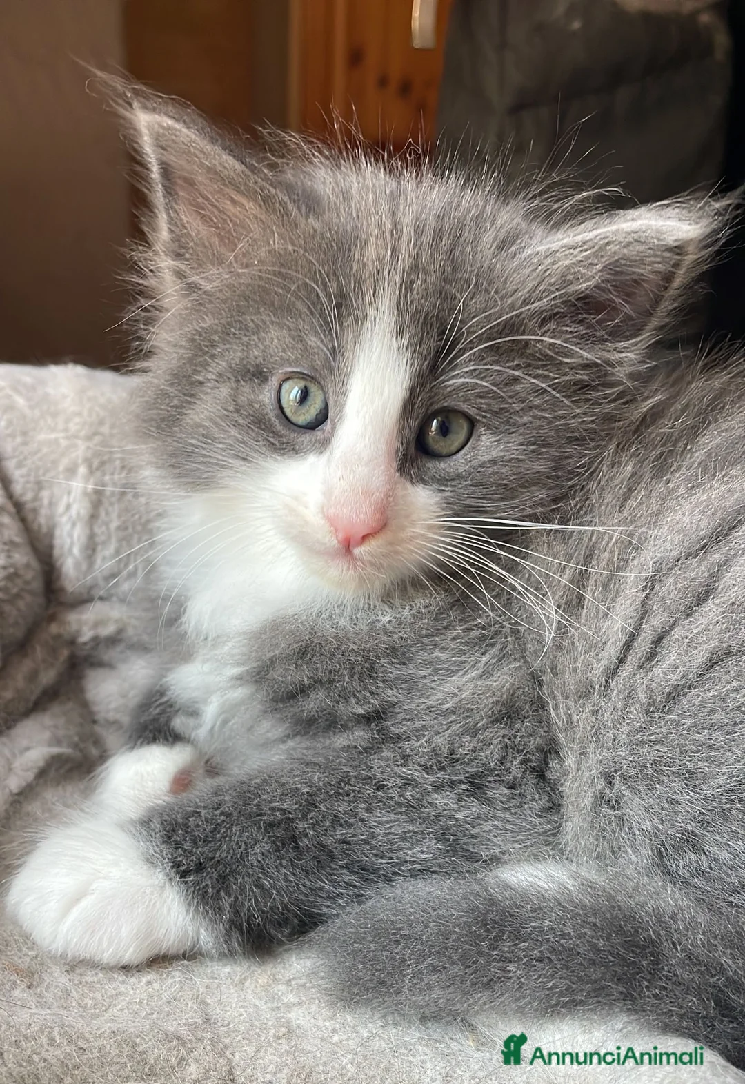 Norvegese gatti in vendita: Gattino cucciolo di gatto norvegese delle foreste a Provincia di Parma - Annuncio 2