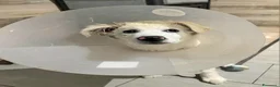 Pastore Maremmano cani in regalo: Ettore 6 mesi adozione del cuore - Annuncio 3