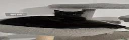 Maine Coon gatti in vendita: Cucciolo Maine Coon total black  3 mesi - Annuncio 7