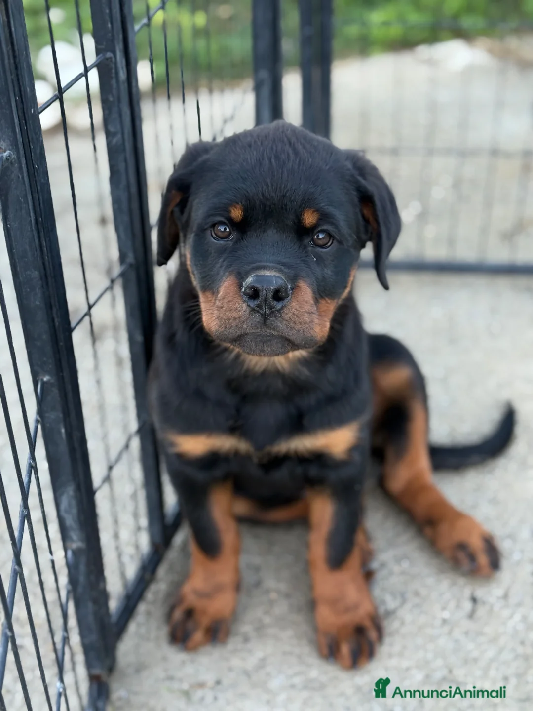 Rottweiler cani in vendita: Cuccioli di Rottwelier con pedigree  - Annuncio 2