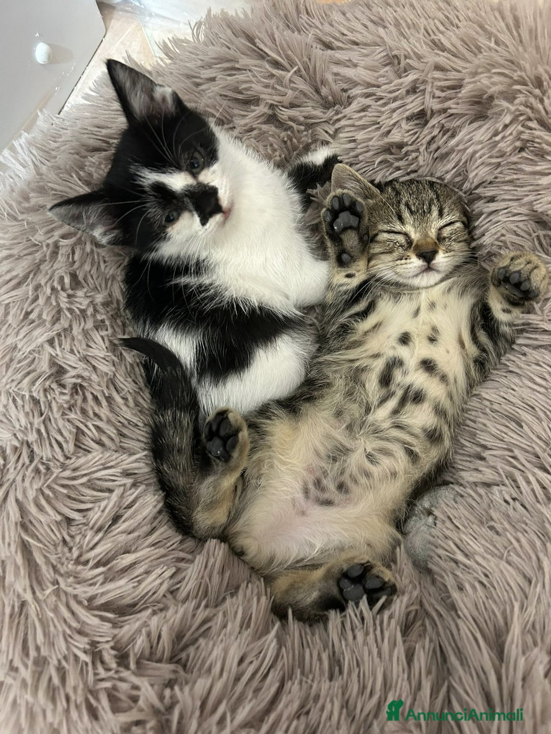 Europeo gatti in regalo: Isotta pelo lungo  e la sua  sorellina   - Immagine 2