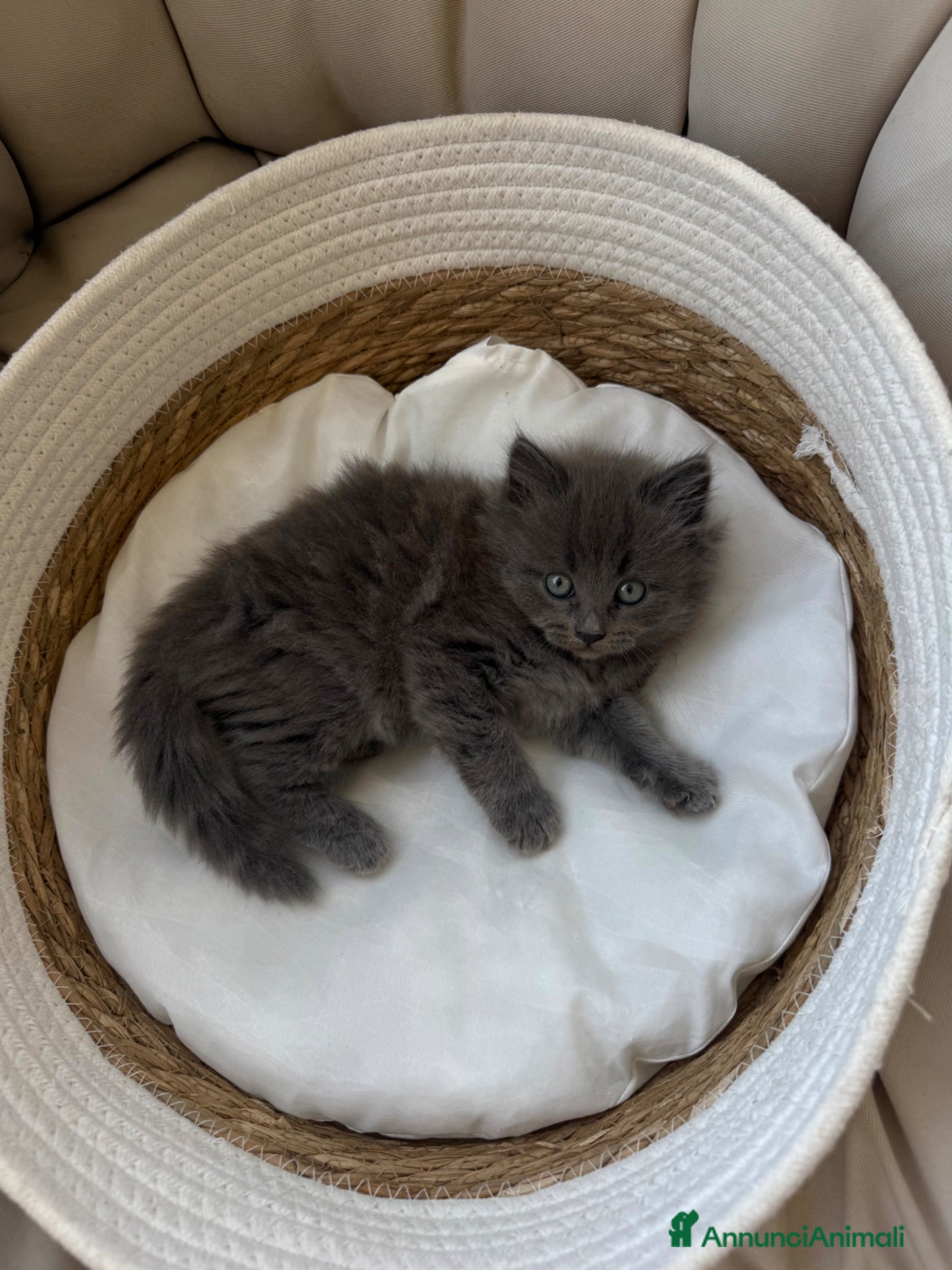 Siberiano gatti Gattina siberiana - Annuncio 1