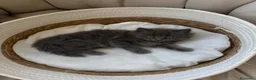 Siberiano gatti in vendita: Gattina siberiana a Provincia di Cuneo - Annuncio 1