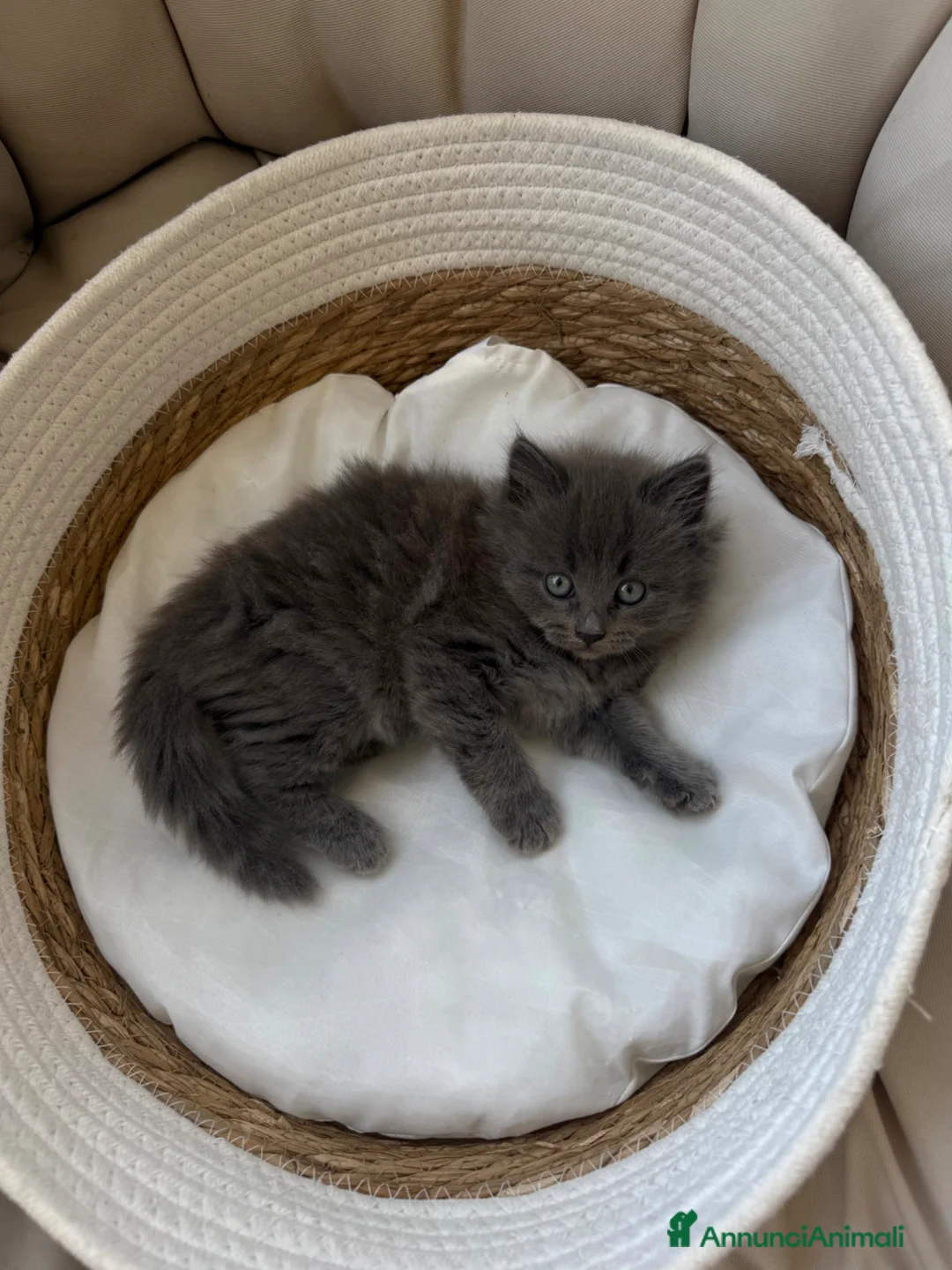 Siberiano gatti in vendita: Gattina siberiana a Provincia di Cuneo - Annuncio 1