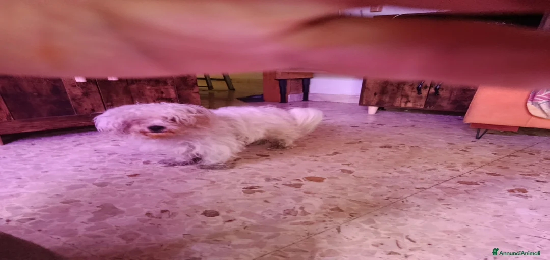 Immagine della galleria {{count}}