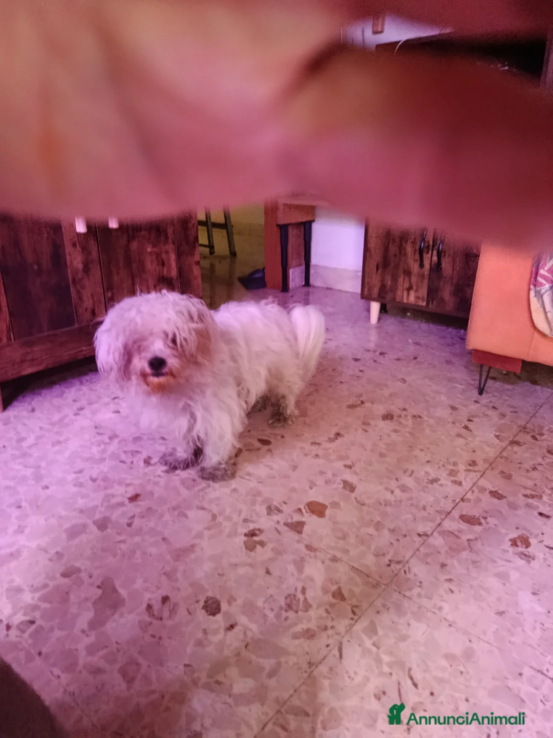 Immagine della galleria {{count}}