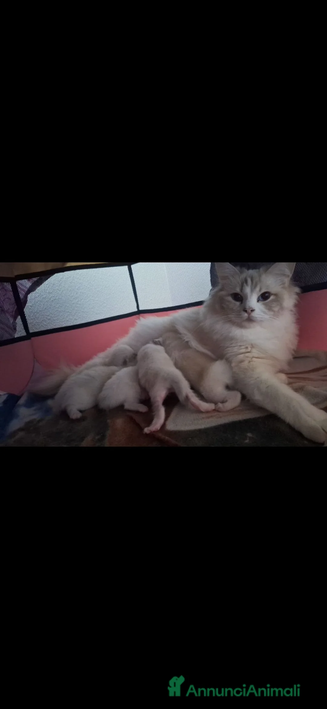 Ragdoll gatti in vendita: Cucciole Ragdoll  - Annuncio 2
