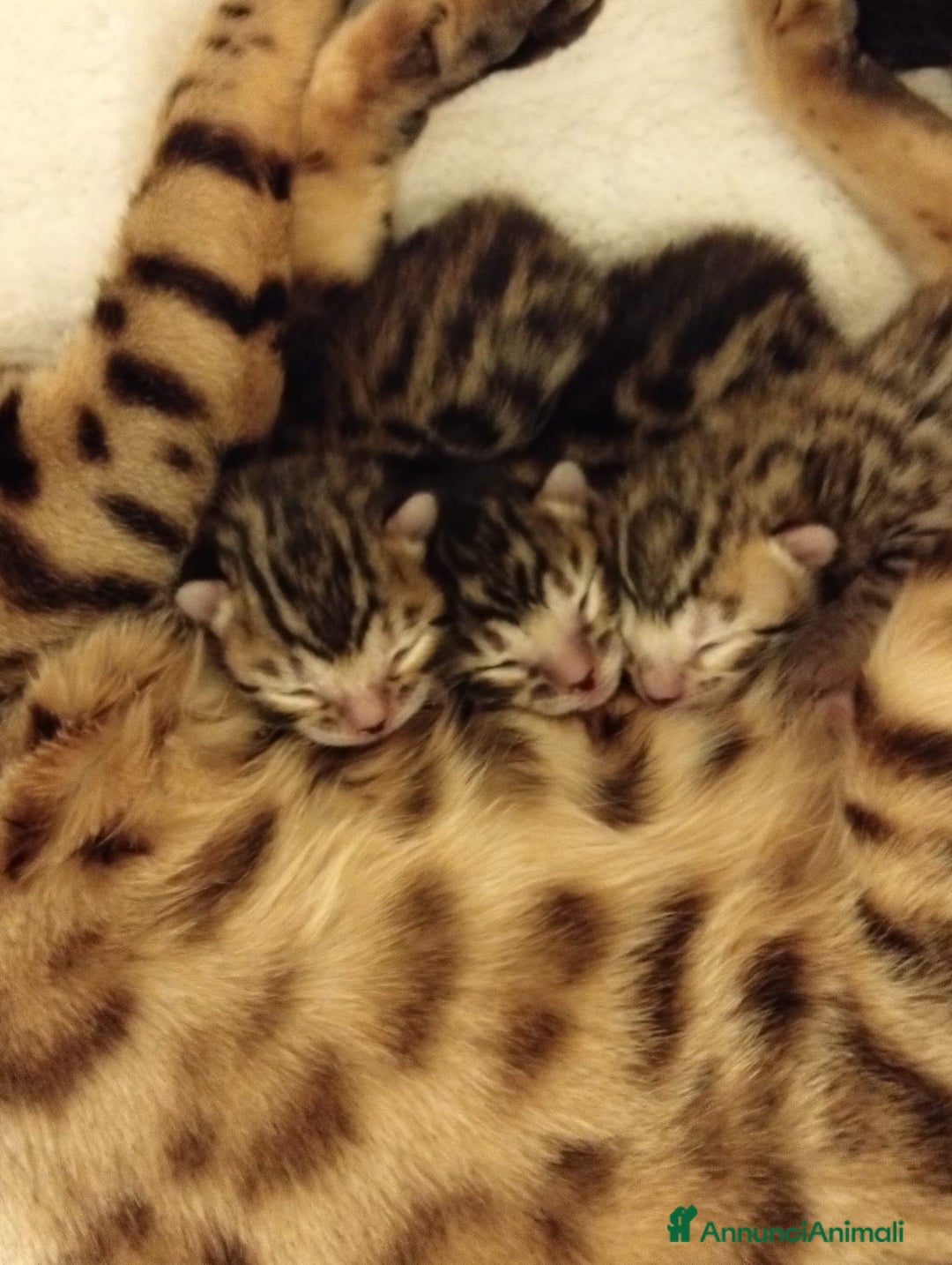 Bengala gatti in vendita: Pedigree Afsi - Annuncio 5