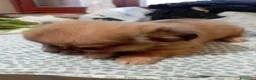Chihuahua cani in vendita: Chihuahua maschi - Annuncio 2