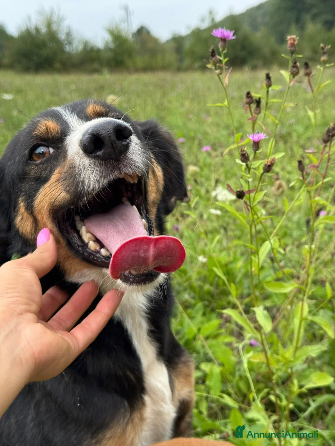 Meticcio cani in regalo: CHAD & CHARAPI, invisibili da troppo tempo! - Annuncio 8