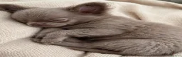 Chihuahua cani in vendita: Cucciola lilac pelo lungo pedigree enci - Annuncio 6