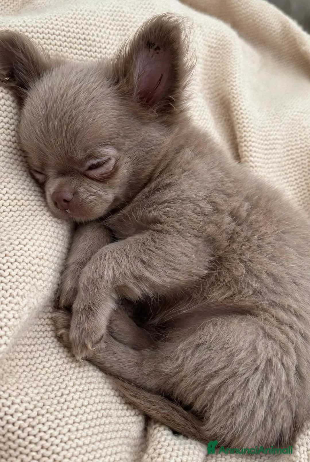 Chihuahua cani in vendita: Cucciola lilac pelo lungo pedigree enci - Annuncio 6