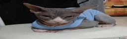 Sphynx gatti in vendita: sphynx - Annuncio 4