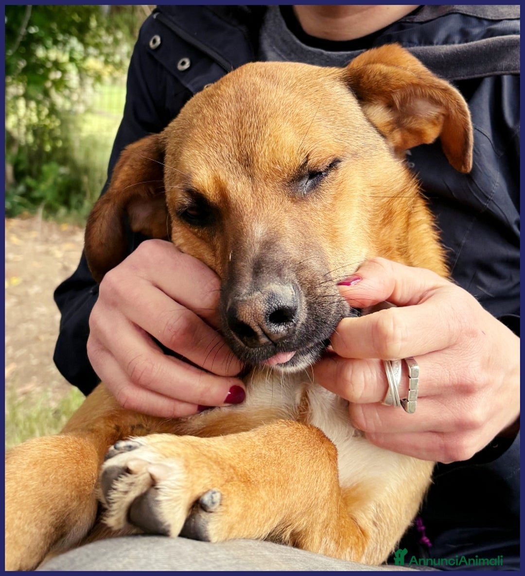 Meticcio cani in regalo: GUE' PEQUENO, 2 ANNI, POCO PIU' DI 10 KG, UN TENER a Città metropolitana di Milano - Annuncio 10