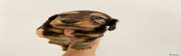 Bassotto cani in vendita: Bassotto a pelo lungo  - Annuncio 4