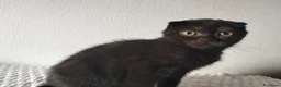 Scottish gatti in vendita: Gattini Scottish  - Annuncio 6