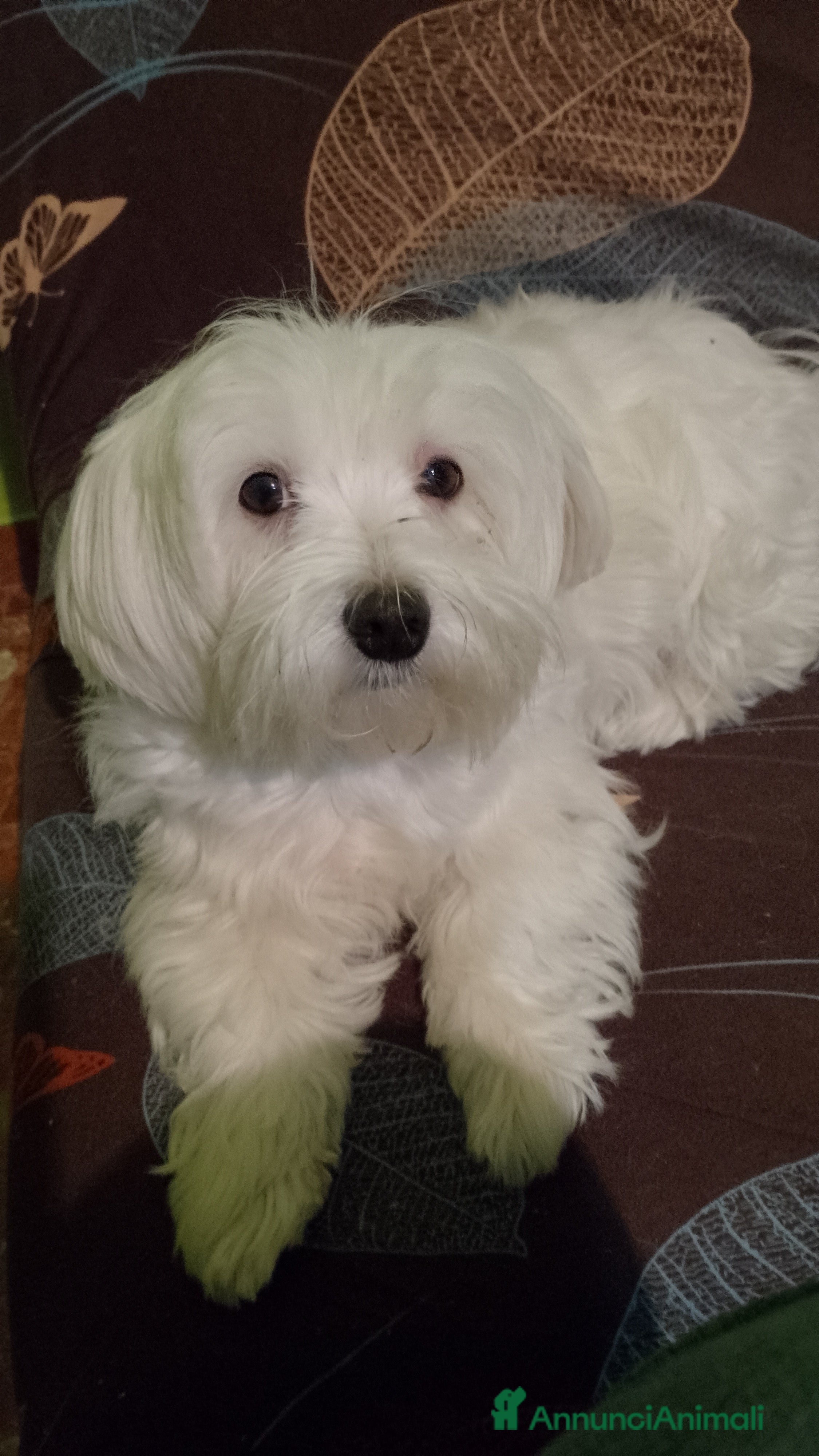 Maltipoo cani Maltipoo  - Annuncio 3