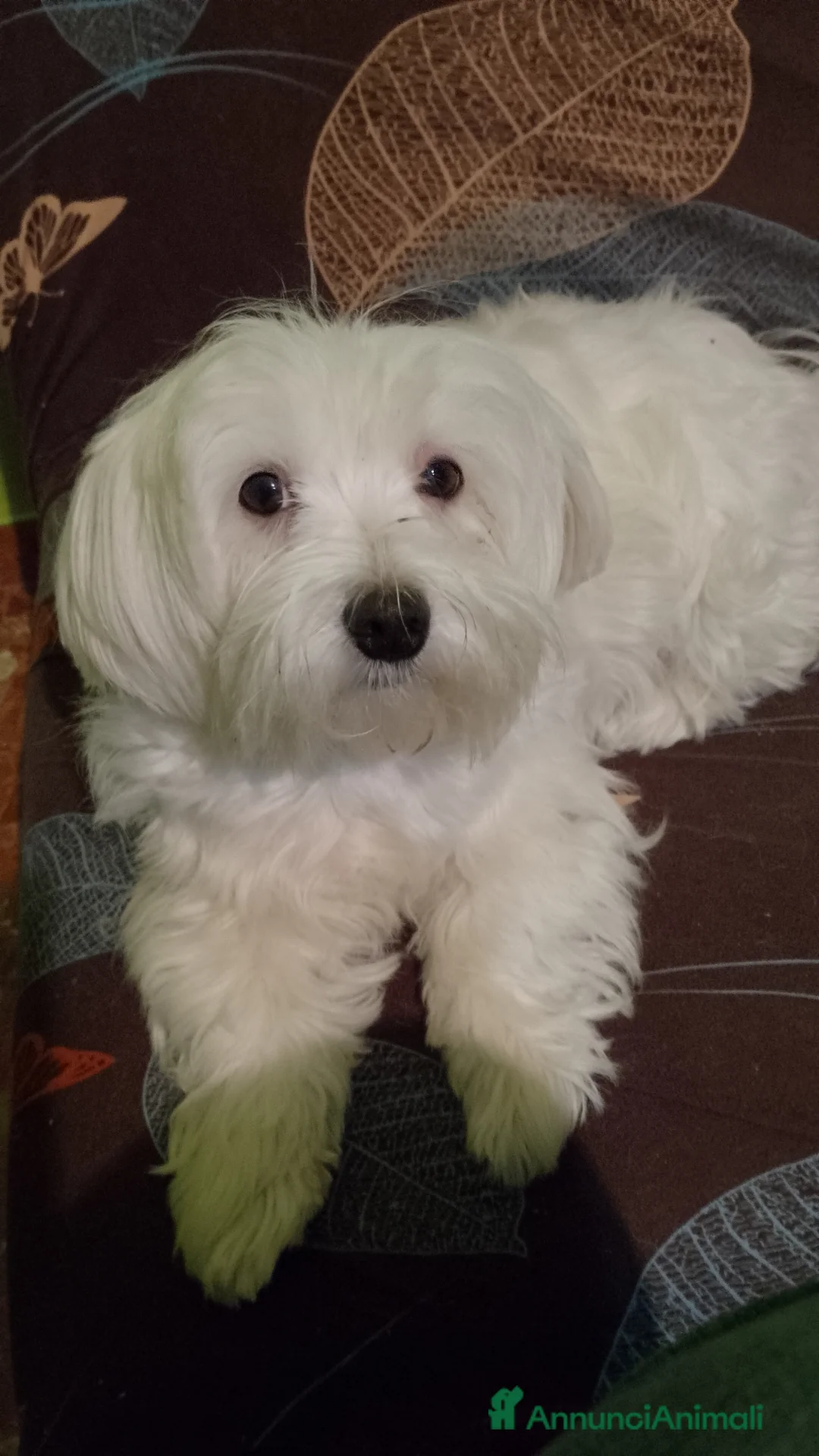 Maltipoo cani in vendita: Maltipoo  - Annuncio 1