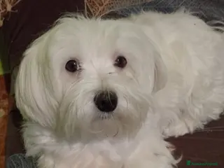 Maltipoo cani Maltipoo - Annuncio 2