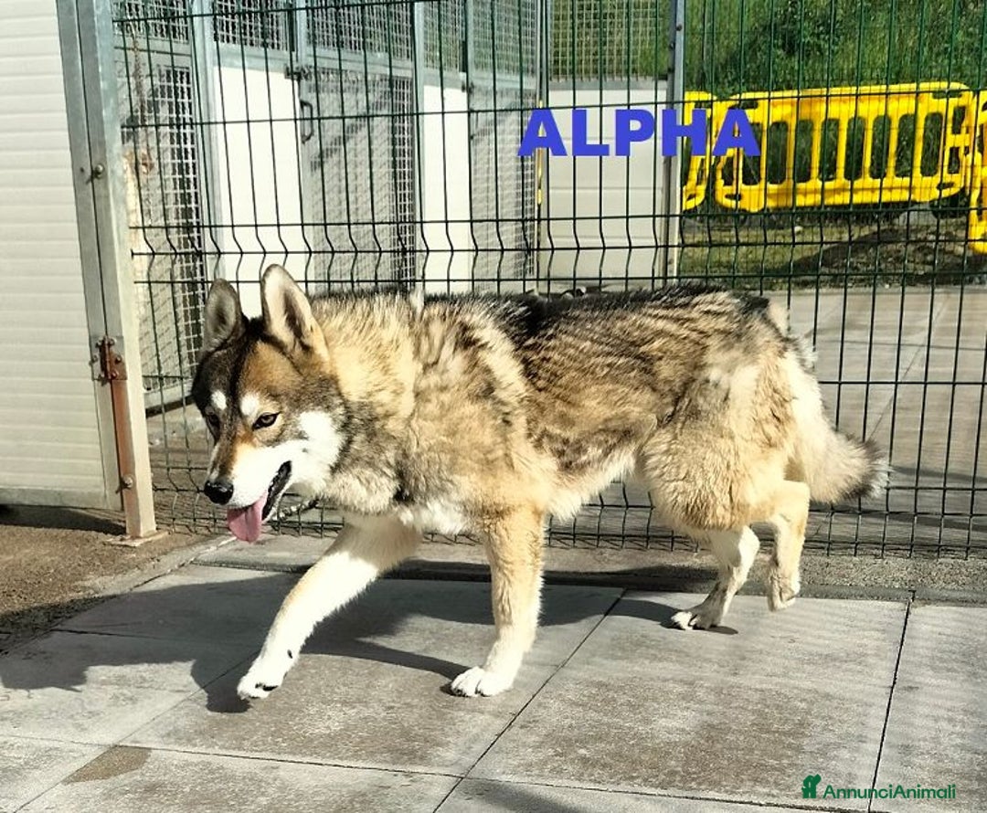Husky cani in regalo: SKY e ALPHA meravigliosi husky a Città Metropolitana di Torino - Immagine 4
