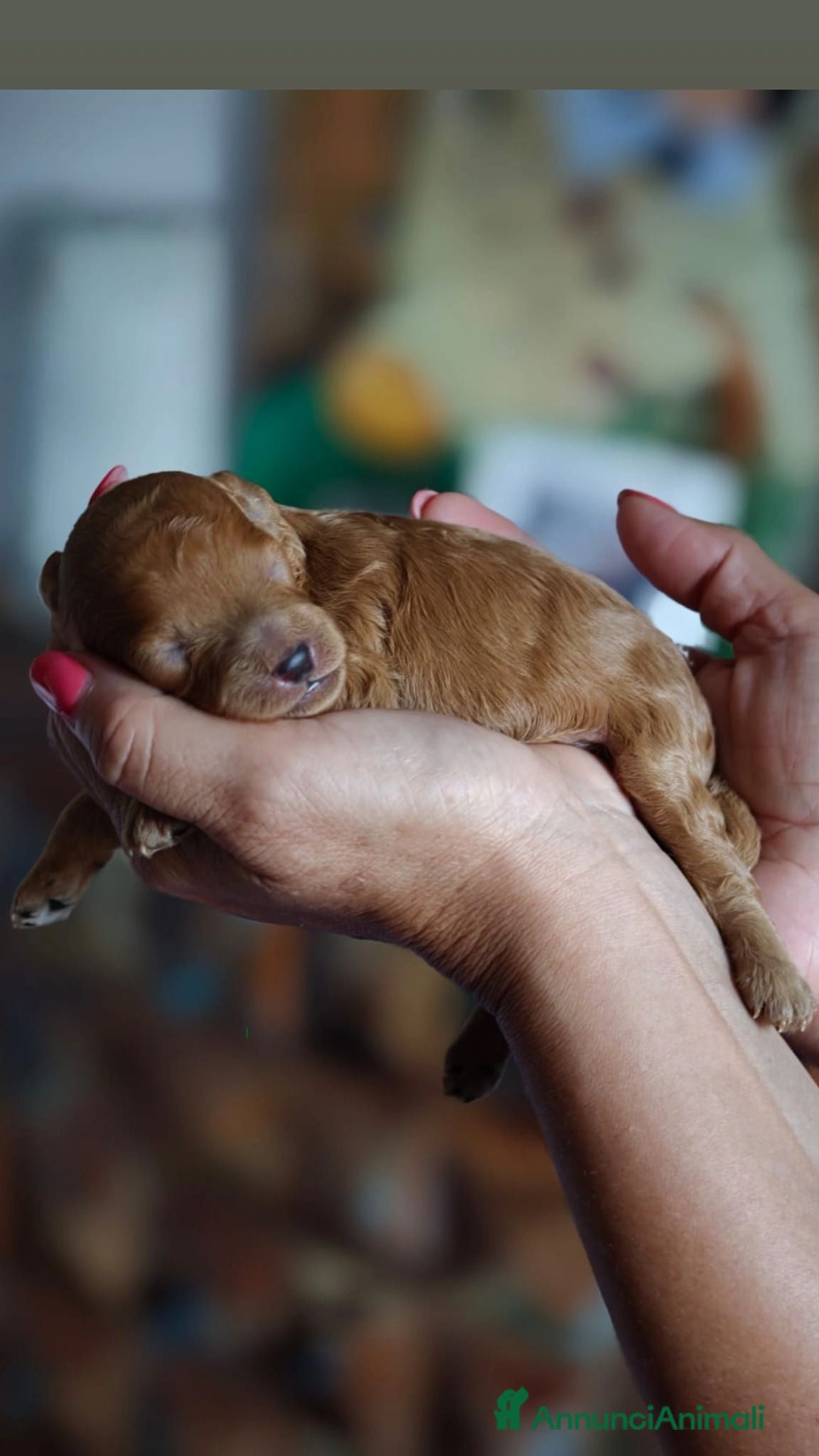 Barboncino Toy cani tre piccoli maschietti barbone toy - Annuncio 7