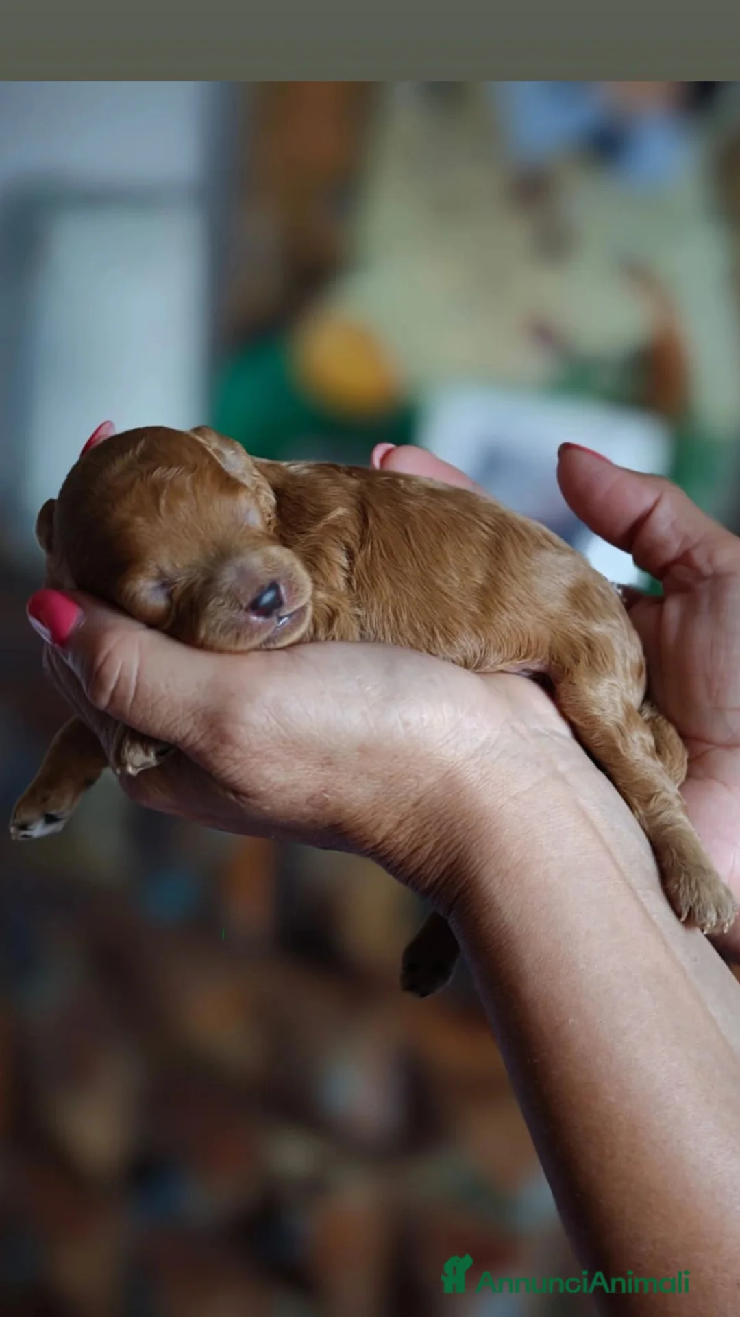 Barboncino Toy cani in vendita: Allevamento Riconosciuto Enci  - Annuncio 1