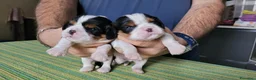 Cavalier King cani in vendita:  cuccioli di Cavalier King Charles Spaniel - Annuncio 4