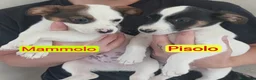 Meticcio cani in regalo: Cuccioli di 3 mesi simil jackrussel tg piccola  - Annuncio 7