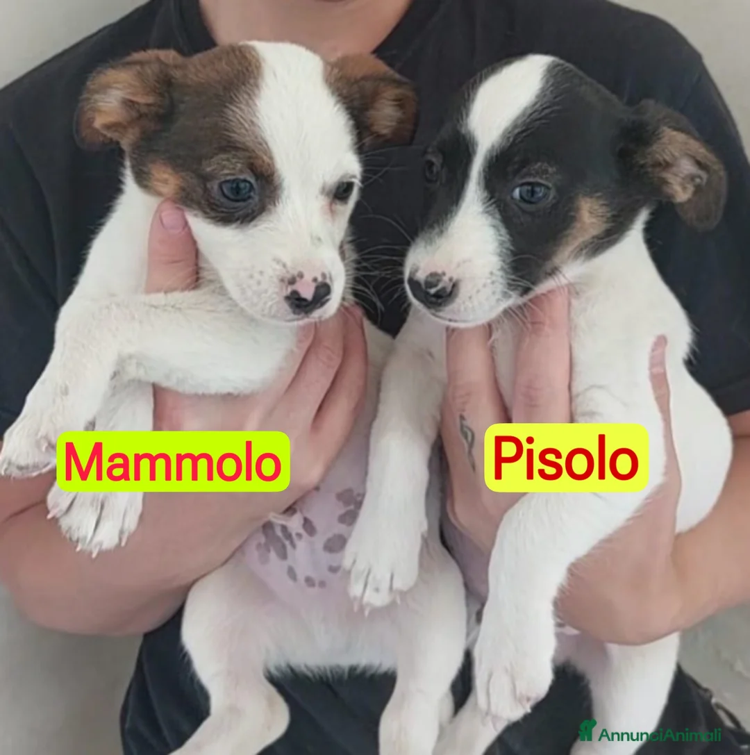 Meticcio cani in regalo: Cuccioli di 3 mesi simil jackrussel tg piccola  - Annuncio 7