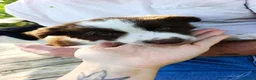 Border Collie cani in vendita: Cuccioli di Border Collie - Annuncio 6