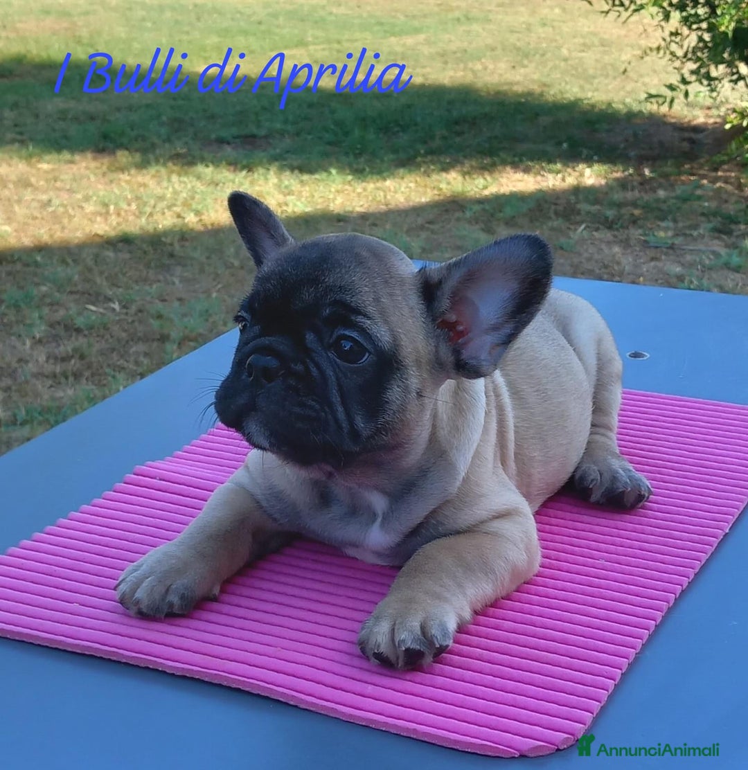 Bulldog Francese cani in vendita: BULLDOG FRANCESE  a Provincia di Latina - Immagine 2