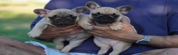 Bulldog Francese cani in vendita: Meravigliosi Cuccioli di Bulldog Francese Fulvi a Provincia di Piacenza - Annuncio 3