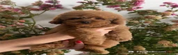 Barboncino Toy cani in vendita: Barbncino toy - Annuncio 4