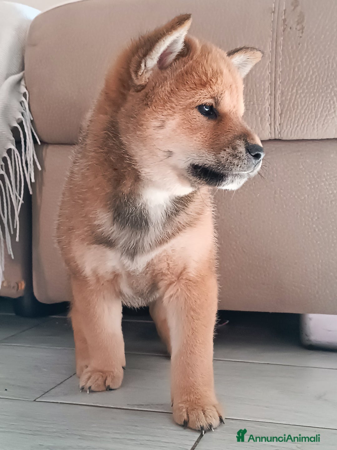 Shiba Inu cani in vendita: Shiba inu - Annuncio 3