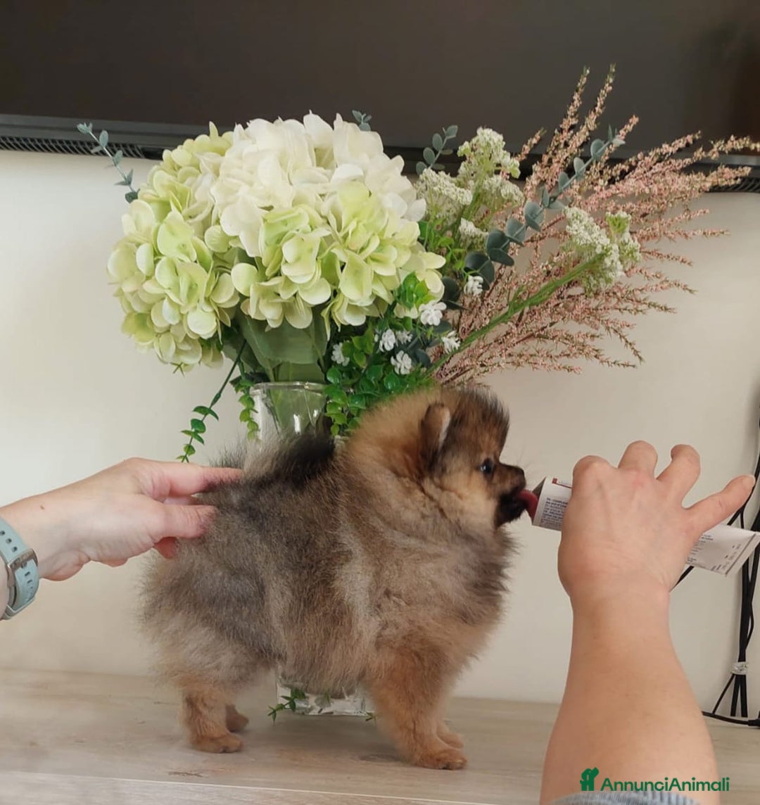 Volpino Pomerania cani in vendita: Spitz tedesco nano - Annuncio 8