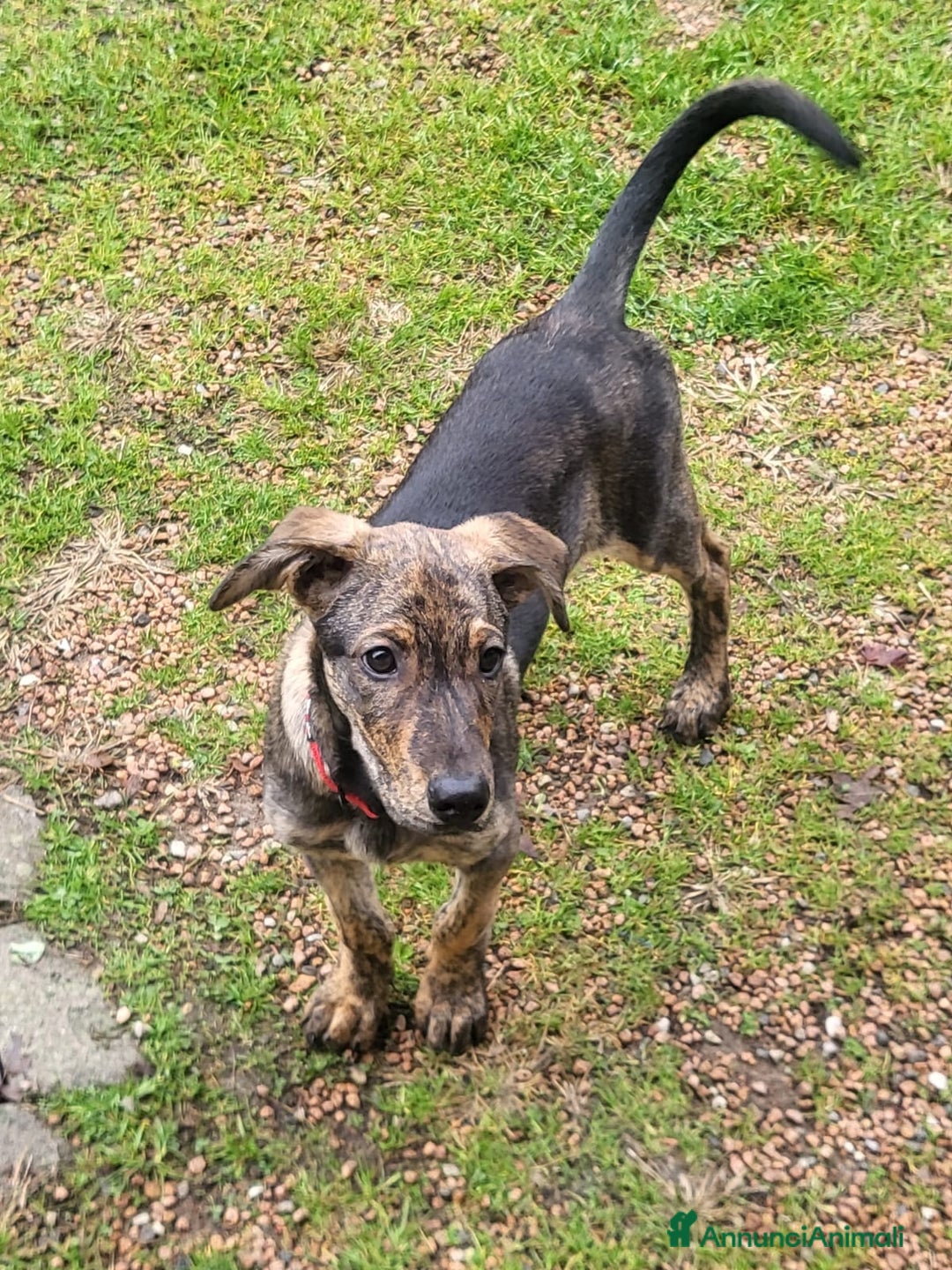 Meticcio cani in regalo: TANTI CUCCIOLI SOLI! - Annuncio 12