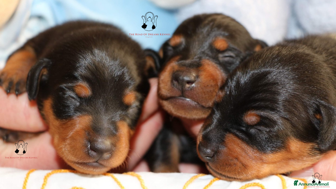 Pinscher Miniatura cani in vendita: Pinscher nano  - Annuncio 1