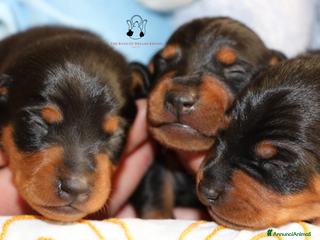 Pinscher Miniatura cani Pinscher nano - Annuncio 3