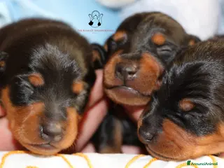 Pinscher Miniatura cani Pinscher nano - Annuncio 3