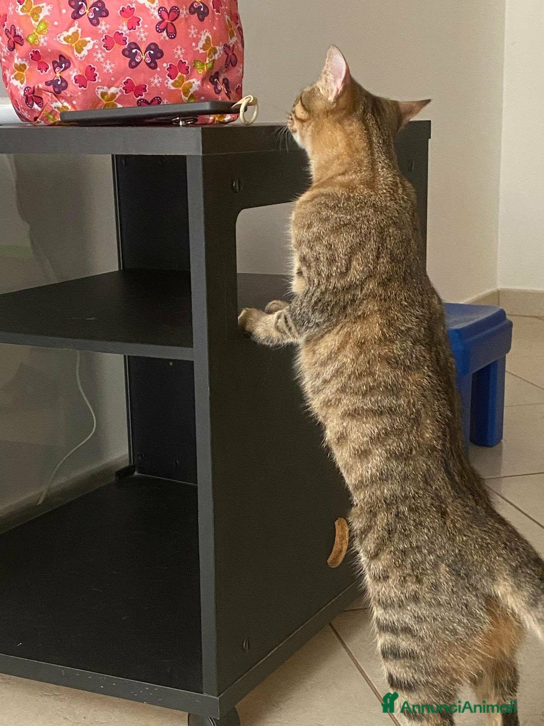 Europeo gatti in regalo: Marinella aspetta una famiglia tutta sua  - Annuncio 6